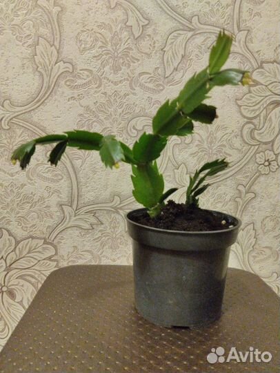 Декабрист шлюмбергера