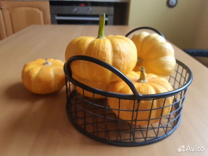 Семена тыквы декоративной Джек Би Литл