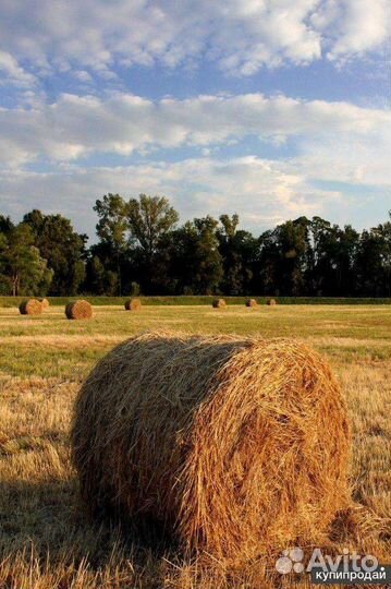 Сено в тюках