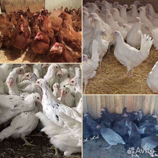 Несушки с отличным оперением. Доставка на дом