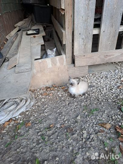 Месячные котятки в добрые руки