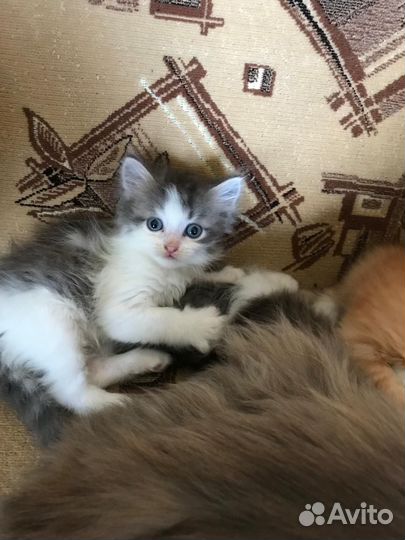 Котенок пушистый