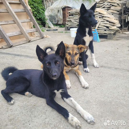 Собака в добрые руки