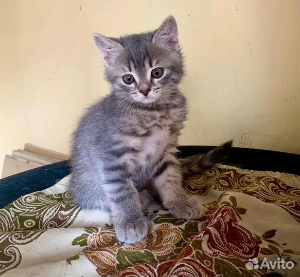 Кошечка в добрые руки