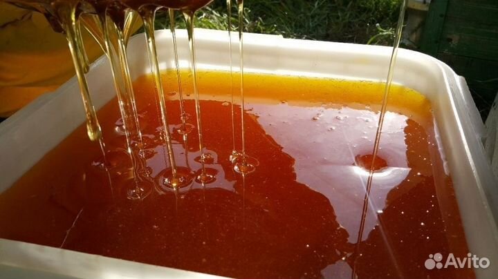 Мед оптом с Алтая цветочный