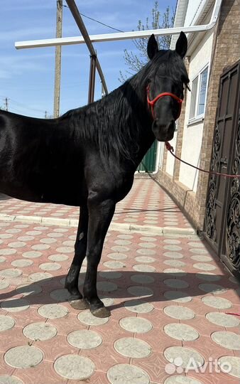 Жеребец карачаевской породы