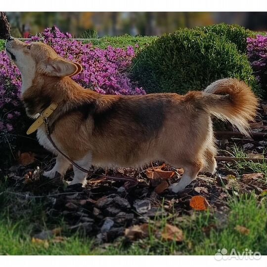 Вельш-корги пемброк мальчик