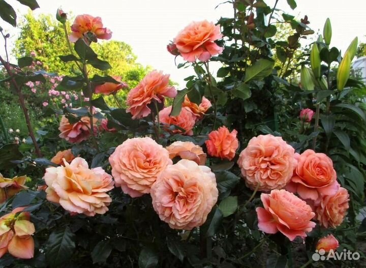Саженцы Роз