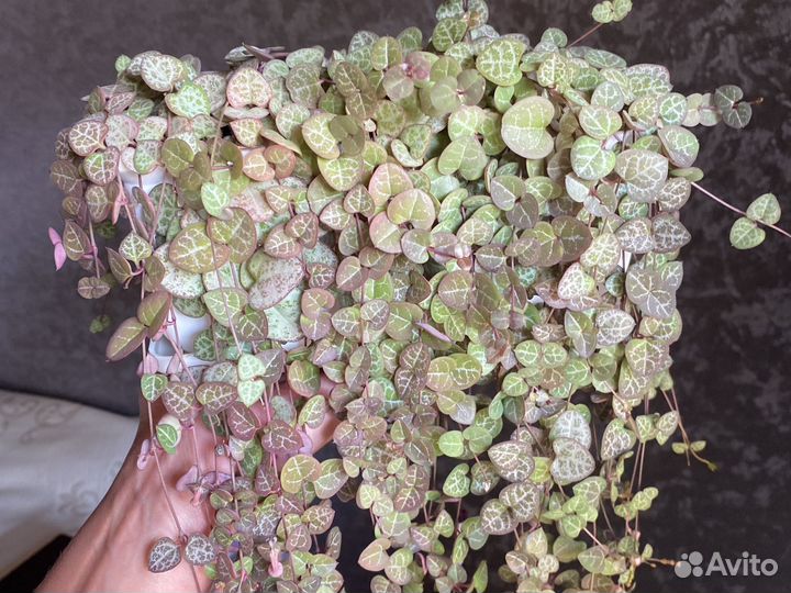 Церопегия вуда