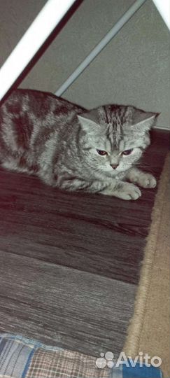 Вязка кошек бесплатно