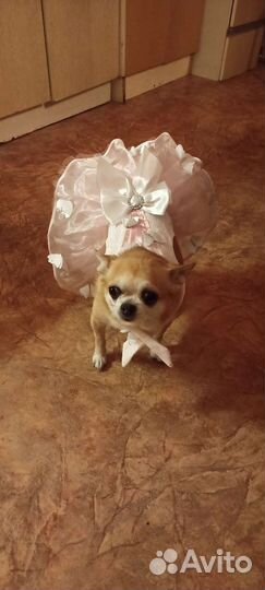Платье для собаки