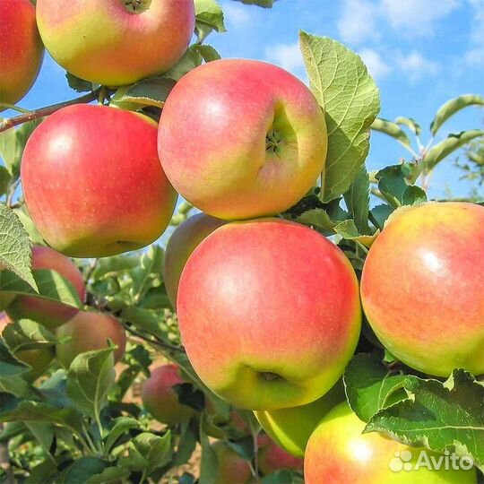 Саженцы Яблони Оптом