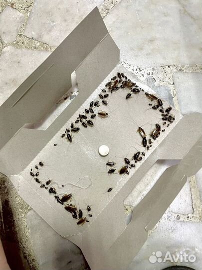 Ловушки от тараканов