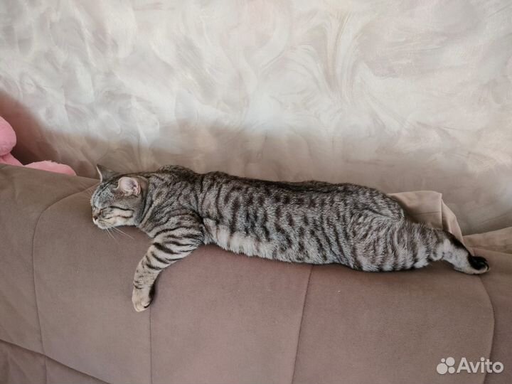 Кошка вязка