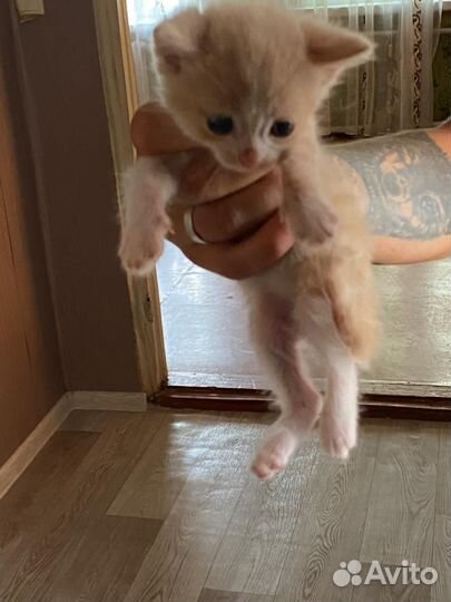 Кошки в добрые руки