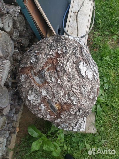 Кап березовый