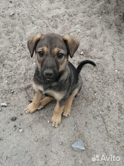 Щенки в добрые руки