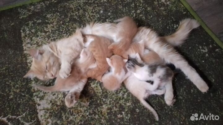 Котята в добрые руки бесплатно коты