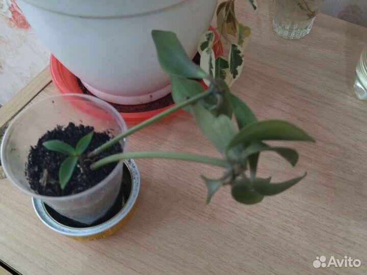 Эпипремнум и Н. Джой, традесканция Мутовчатая