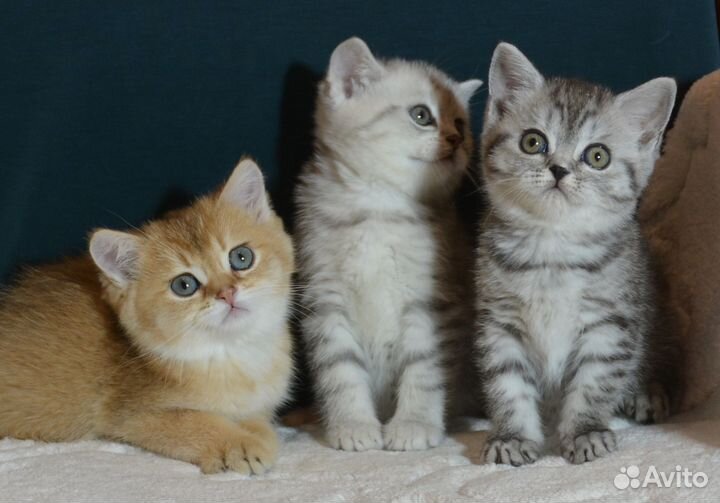 Британцы Серебро и золото