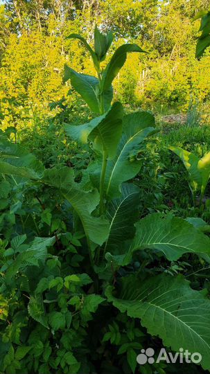 Девясил саженцы