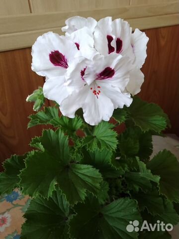Цветы - Герань и Бегонии саженцы и черенки