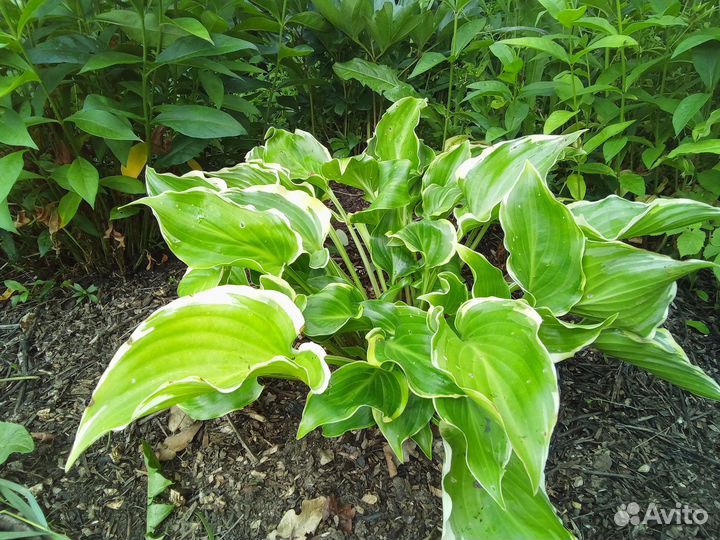 Сортовые хосты