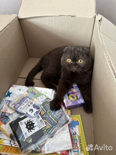 Кот
