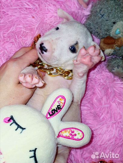 Стандартные шикарные девочки бультерьера,доставка