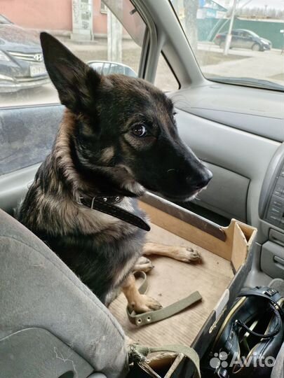 Щенок мальчик в добрые руки