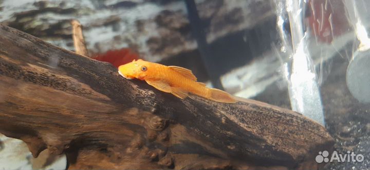 Сомики анциструсы super ред