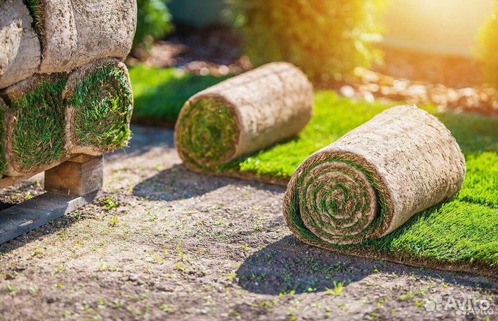 Рулонный газон Стандарт Премиум