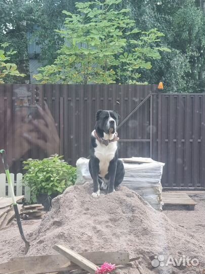 Случка собак