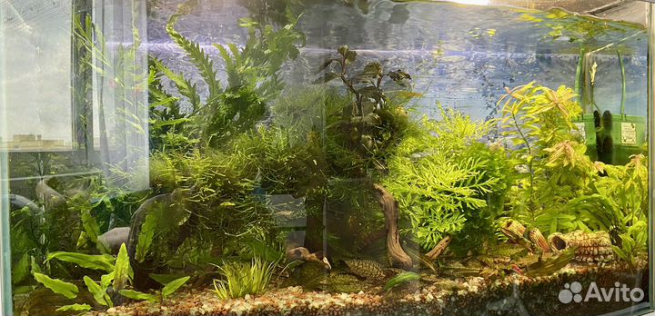 Аквариумные растения