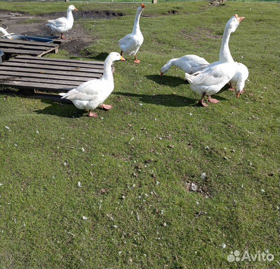 Гусята