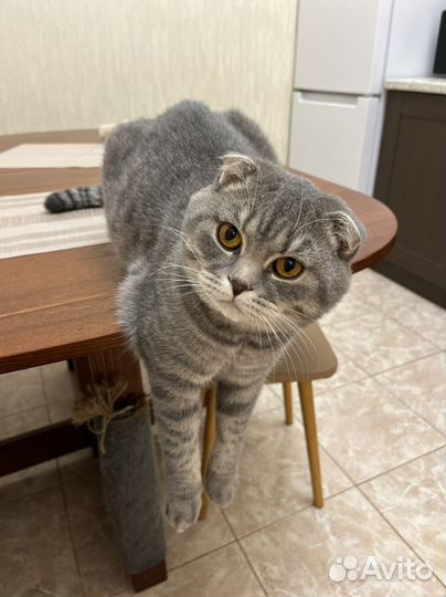 Шотландский кот вязка