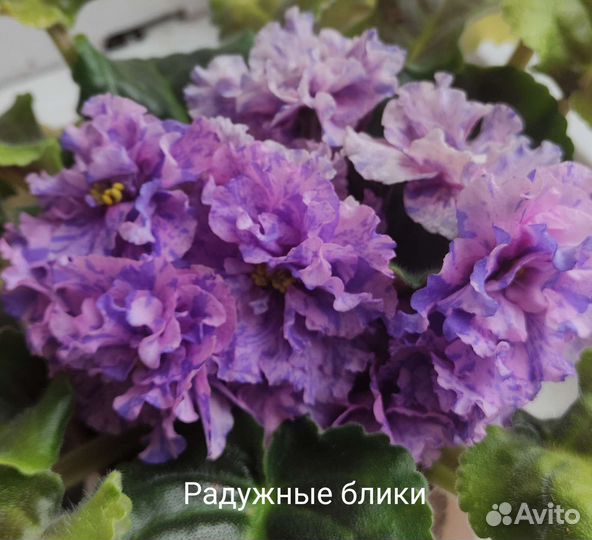 Фиалки цветущие в горшке