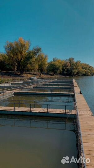 Садковая линия для разведения рыбы