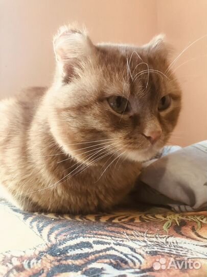 Чудо котик в добрые руки