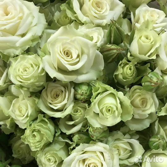 Саженцы роза- спрей Grin Glow