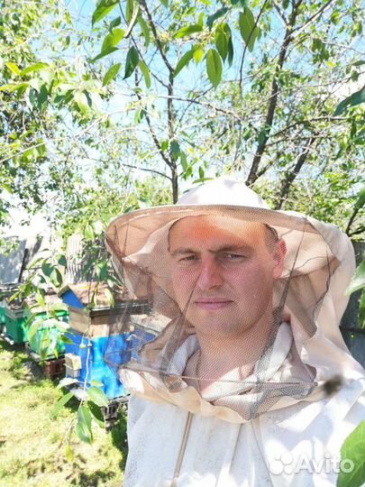 Мёд, пыльца