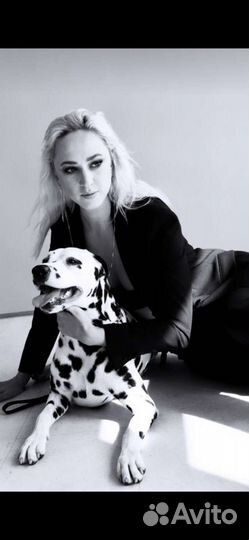 Собаки для фотосессии