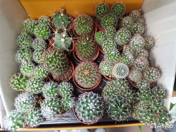 Кактусы и суккуленты