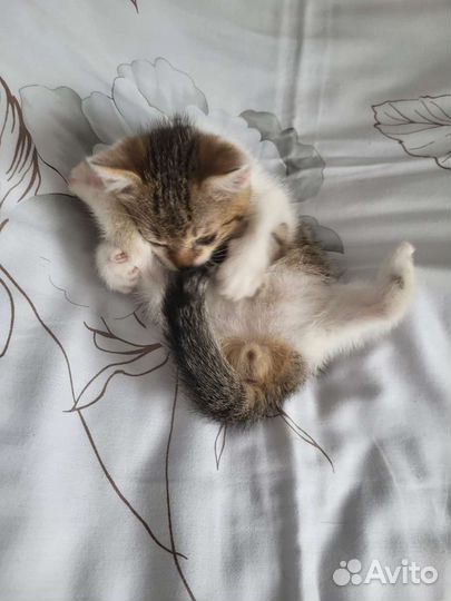 Кошки в добрые руки