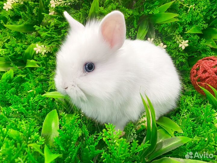 Мини карликовый кролик
