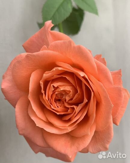 Роза Кордана в горшке