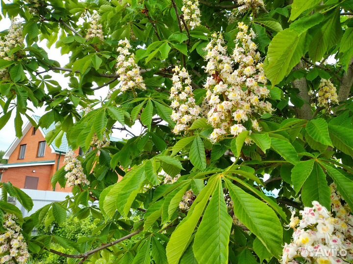 Саженцы для сада