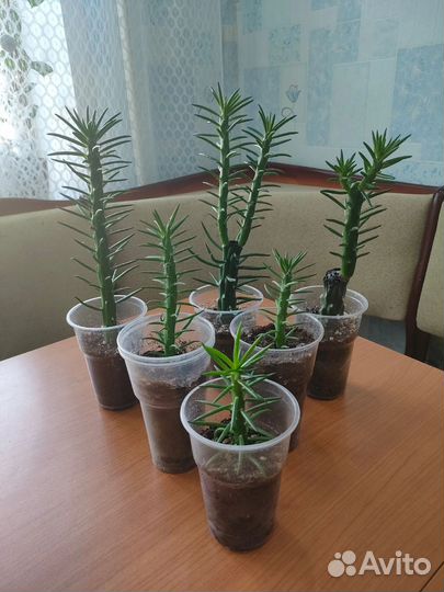 Кактусы и суккуленты