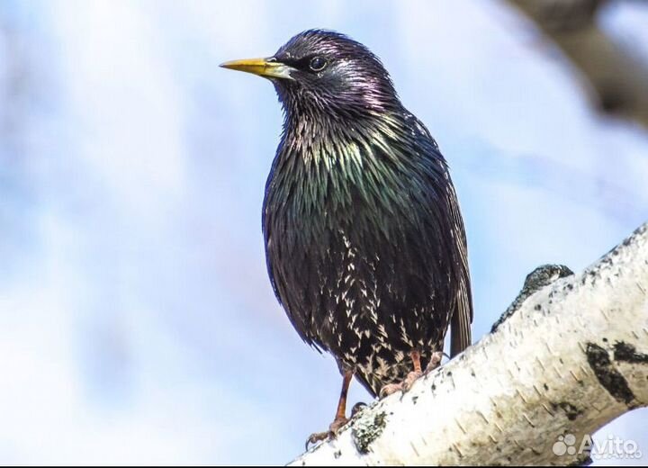 Объектив nikon nikkor ED 300 f/4.5