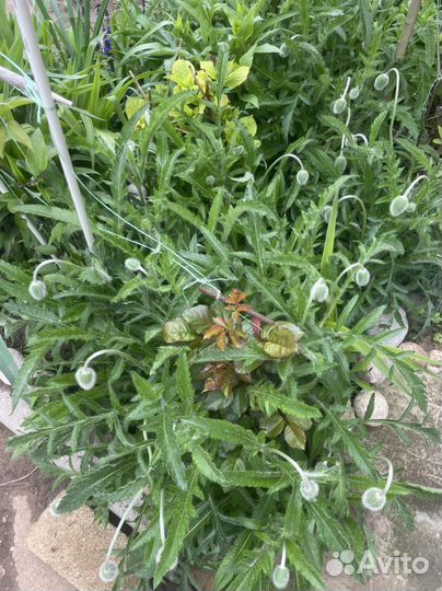 Мак пионовидный коралловый